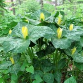 Триллиум Trillium Luteum